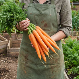 Imperator 58, Carrot Seeds